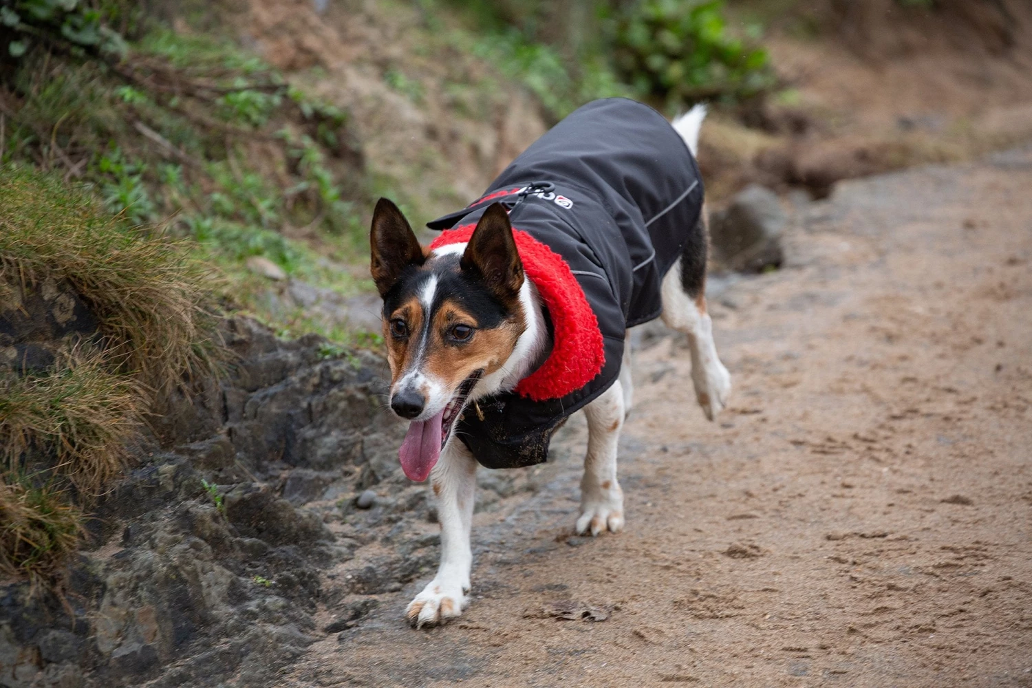 Dryrobe Dog Waterproof Coat 7 Dryrobe Dog Waterproof Coat