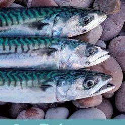 One Ocean Sea Fishing - River Cottage Handbook No.6 Books